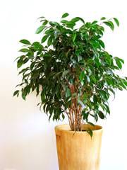 zimmerpflanze-ficus fl