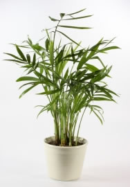 zimmerpflanze4_fl