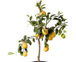 zitronenbaum2_fl
