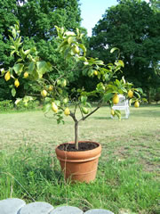 zitronenbaum3_fl