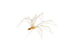 zitterspinne_fl