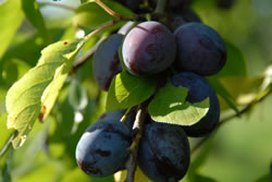zwetschen-obst_fl
